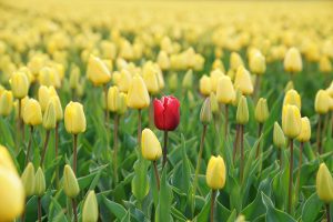Photo of one single red tulip in a field of yellow tulips.