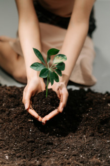 Image showing someone planting a seedling.